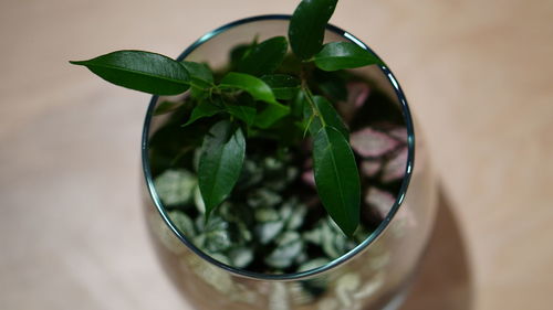 Close-up of green leaves on table