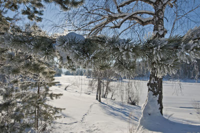 Trees on snow covered field