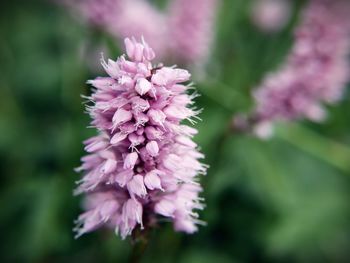 Close-up of pink flower