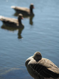 Duck swimming in lake