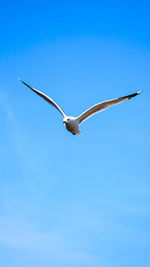 Low angle view of seagull flying in sky
