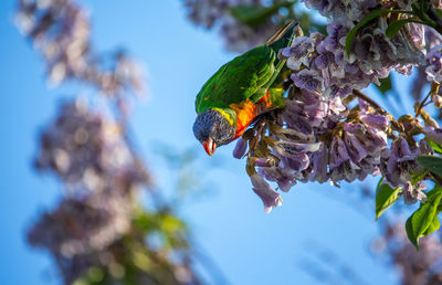 Close-up of butterfly on flower tree against sky