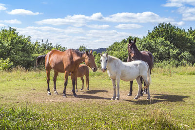 Horses in a field