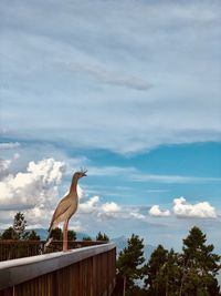 Low angle view of heron perching against sky