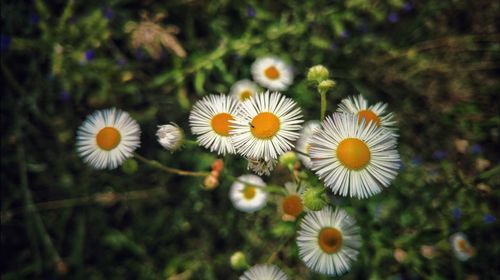 Close-up of flowers blooming outdoors