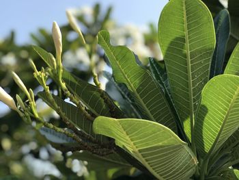 Close-up of green leaves