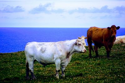 Cow standing in a field