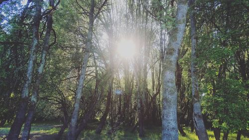 Low angle view of trees in forest