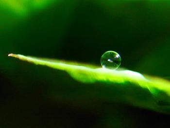 Close-up of green leaf