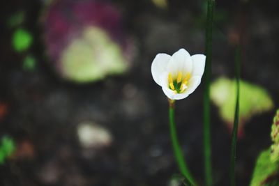 Close-up of white crocus flower