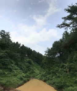 Road amidst trees against sky