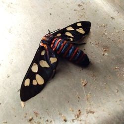 Close-up of butterfly