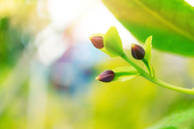 Close-up of flowering plant