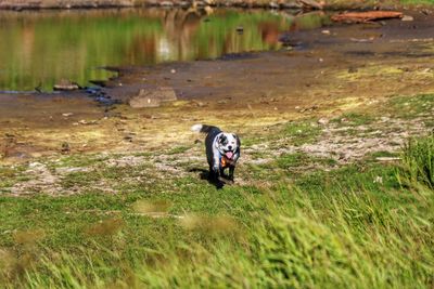 Puppy walking at lakeshore