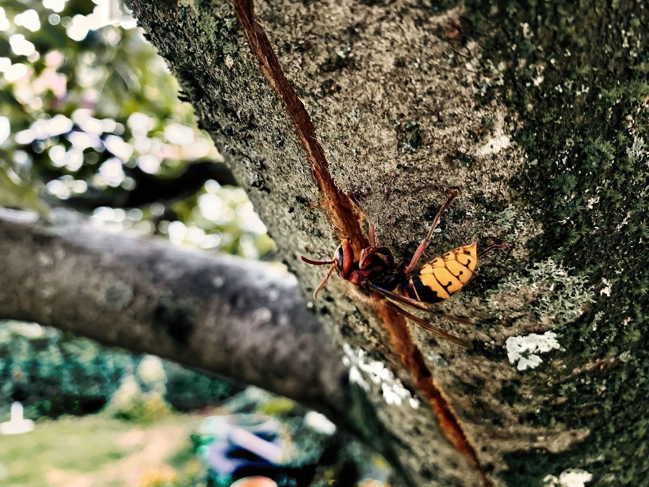 nature, butterfly, plant, tree, wildlife, animal themes, leaf, animal, day, animal wildlife, one animal, insect, no people, branch, close-up, green, tree trunk, outdoors, trunk, moths and butterflies, flower, beauty in nature, animal wing, selective focus, macro photography, growth, high angle view, focus on foreground
