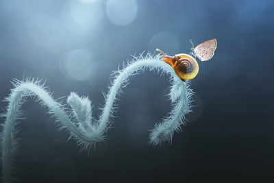 Close-up of slug and butterfly on plant