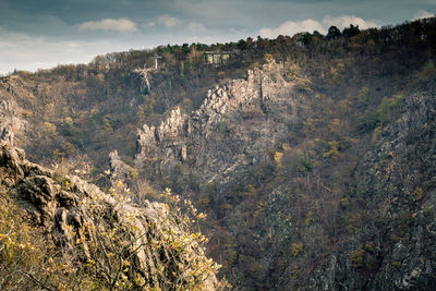 Plants growing on land