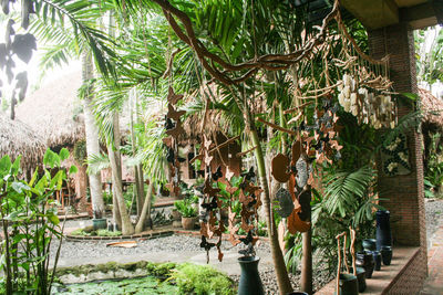 Low angle view of palm trees