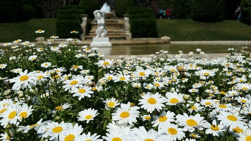 Close-up of flowers blooming in park