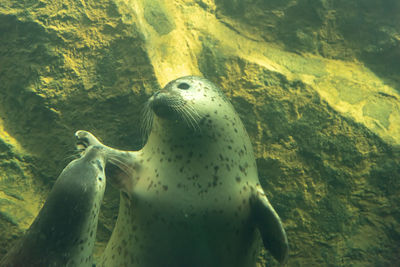 Close-up of turtle swimming in sea