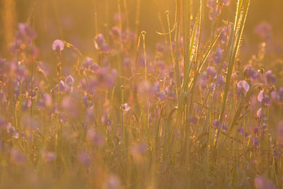 Close-up of flowering plants on field