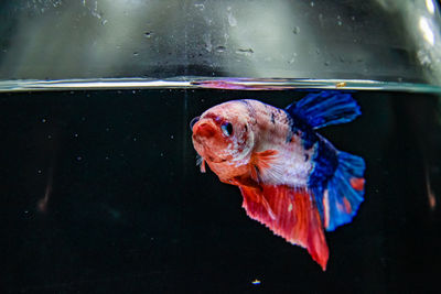 Close-up of fish swimming in sea