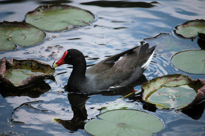 Duck swimming on lake