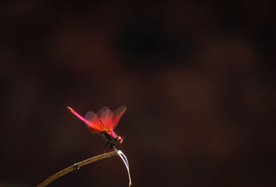 Close-up of red flowering plant