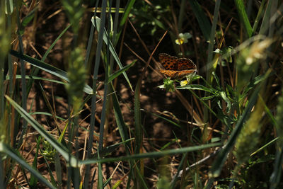 Close-up of butterfly on field
