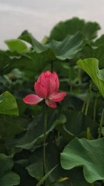 Close-up of pink rose