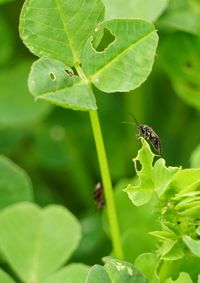 Close-up of insect on leaf