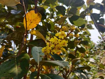 Low angle view of yellow flowering plant