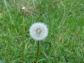 Close-up of dandelion flower on field