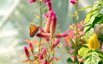 Butterfly perching on pink flowers in garden