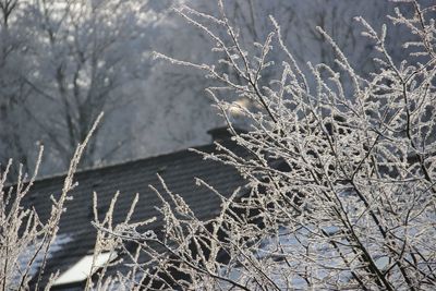 Bird perching on snow covered bare tree