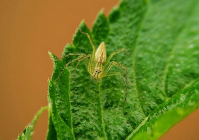 Close-up of insect on leaf