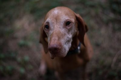 Close-up portrait of dog