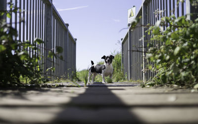 Dog standing on footpath against sky