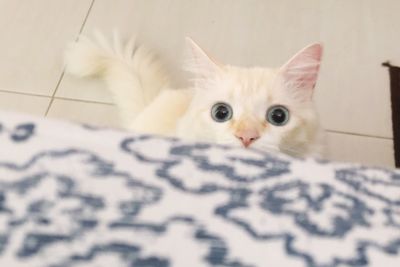 Close-up portrait of white cat at home