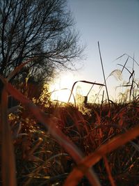 Close-up of plants against sky at sunset