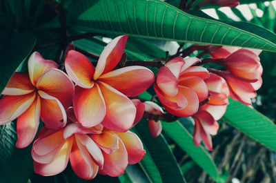 Close-up of red flowering plants