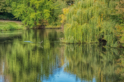 View of duck swimming in lake