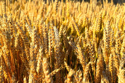 Full frame shot of wheat field