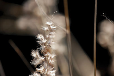 Close-up of dandelion on plant