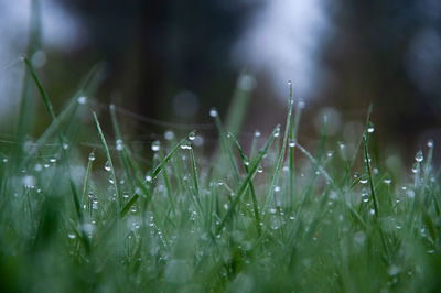 Close-up of wet plants during rainy season