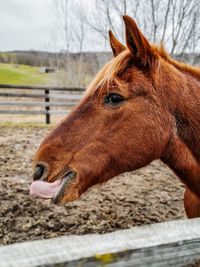 Close-up of a horse in field