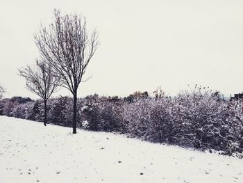 Bare trees on field against clear sky