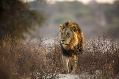 Lioness looking away