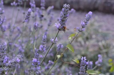 Close-up of lavender flowers