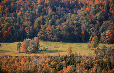 Trees growing in field during autumn